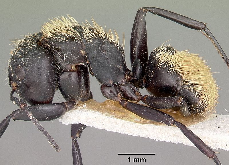 File:Camponotus darwinii casent0104627 profile 1.jpg