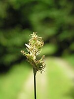 Carex brizoides2.JPG