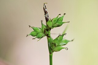 <i>Carex peckii</i> Species of grass-like plant