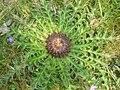 Carlina acanthifolia