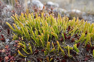 <i>Carmichaelia nana</i> Species of legume