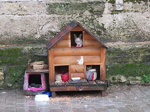 Cat house at the Egyptian Bazaar, Istanbul, Turkey