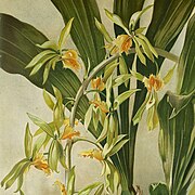 Catasetum triodon