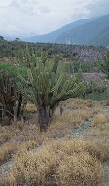 Catatumbo-442 (cropped).jpg