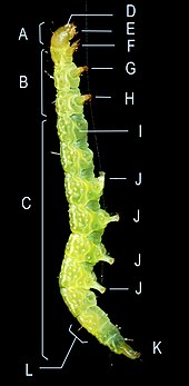 J: medial prolegs
K: anal proleg
(F, G, and H: true legs) Caterpillar-description.jpg