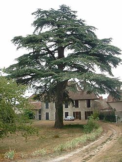 Cedar u Libanonu