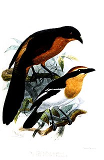 Gabon coucal species of bird