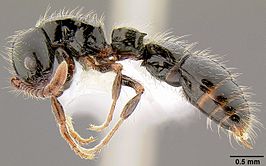 Cerapachys larvatus