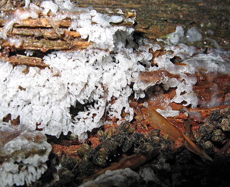 File:Ceratiomyxa fruticulosa 45262.jpg