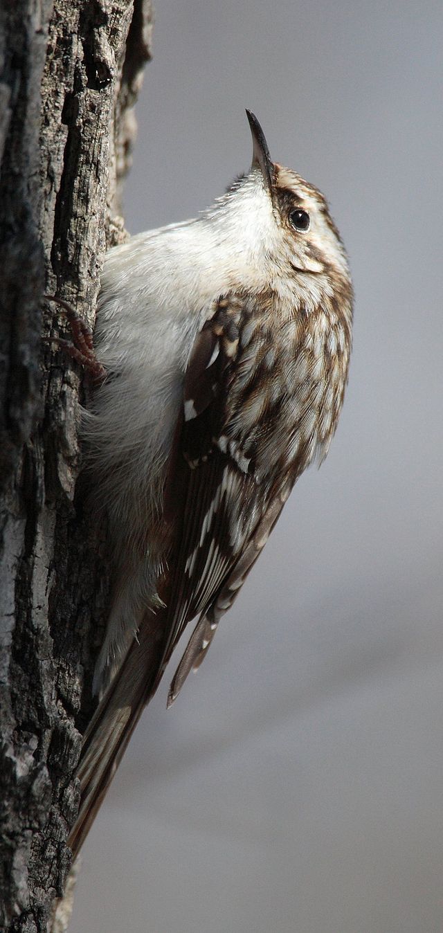 TREE CREEPER definition in American English