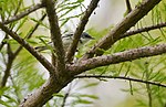 Thumbnail for File:Cerulean Warbler - 17322592442.jpg