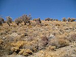 Cheheltan Mountain Chasht Afganistan.