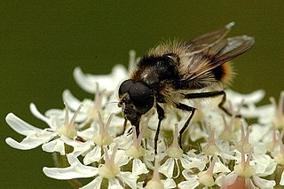 <i>Cheilosia illustrata</i> Species of fly