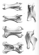 Chelonoidis abingdonii 3-7 vertebrae 1896.jpg