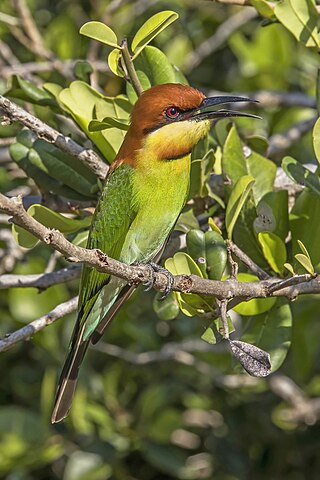 <span class="mw-page-title-main">Chestnut-headed bee-eater</span> Species of bird