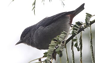 <span class="mw-page-title-main">Chestnut-vented conebill</span> Species of bird