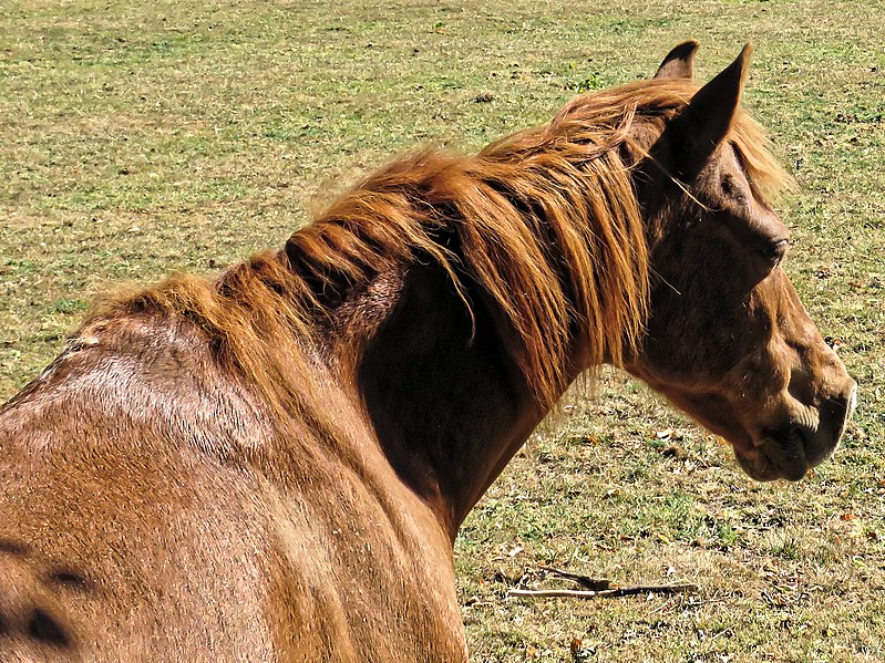 File:Chestnut horse at Little Hallingbury 01.jpg