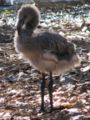 Chilean Flamingo