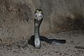 Chinese Cobra (Naja atra) 眼鏡蛇16.jpg