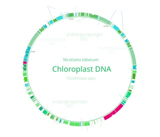 <span class="mw-page-title-main">Gene map</span> Spatial arrangement of genes on a chromosome