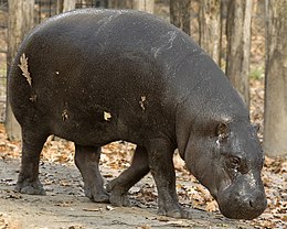 Törpe víziló (Choeropsis liberiensis) a Szegedi Vadasparkban