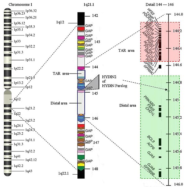 File:Chromosome 1 to 1q21.1.jpg