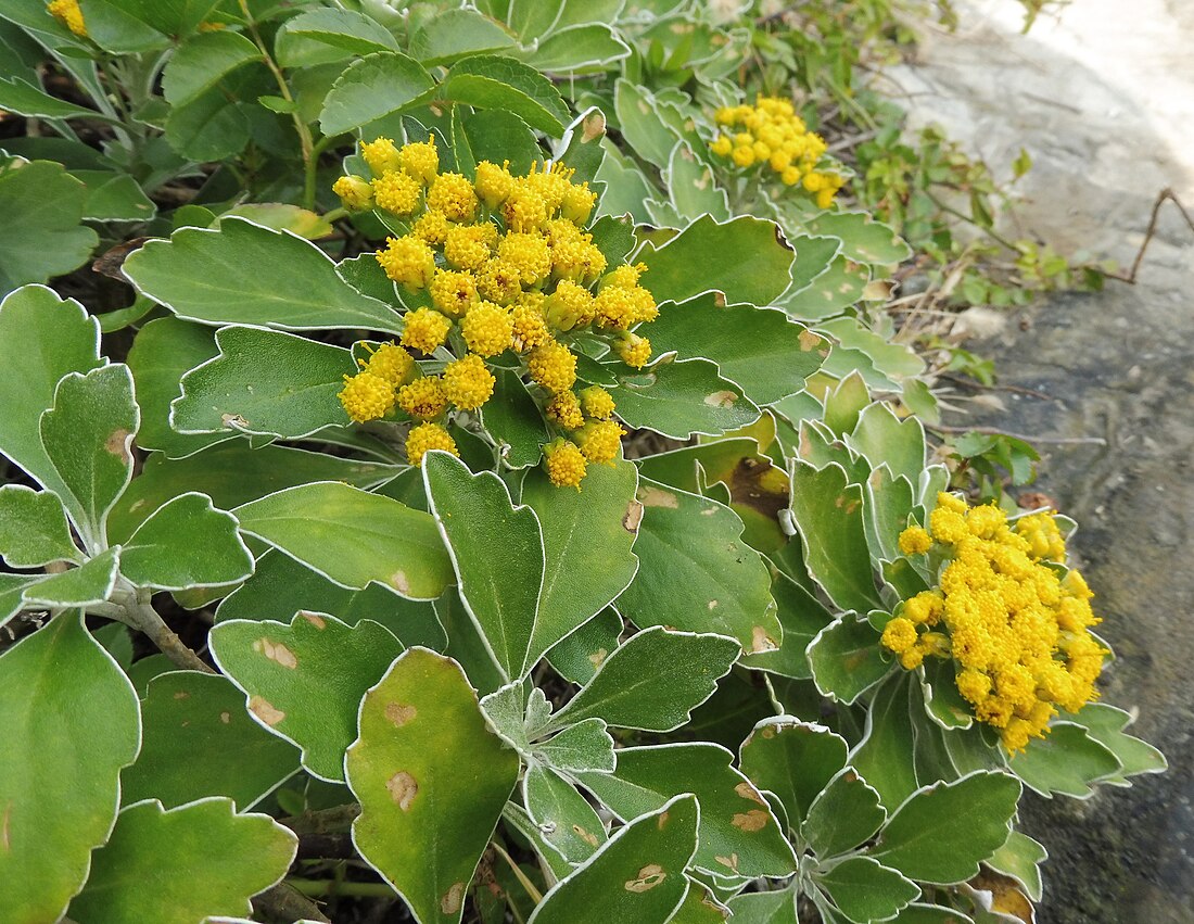 Chrysanthemum pacificum