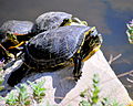 Chrysemys picta on a rock.jpg