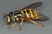 Chrysotoxum arcuatum, Nordwales, August 2009 (17515287172).jpg