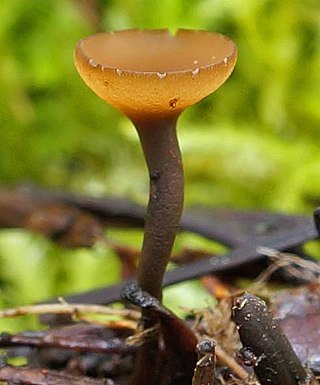 <i>Ciboria rufofusca</i> Species of fungus