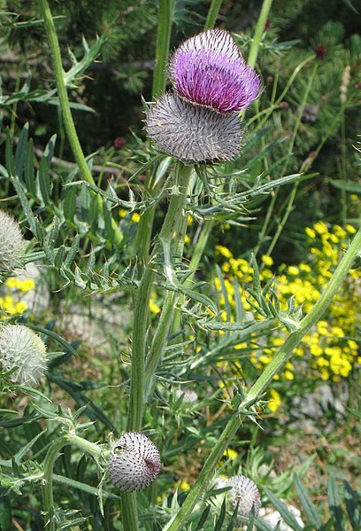 File:Cirsium eriophorum 2 RF.jpg