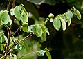 Cleistanthus collinus (Garari) in Narsapur forest, AP W IMG 0165.jpg
