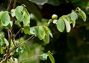 Cleistanthus collinus in Narsapur, Medak district, India. Cleistanthus collinus (Garari) in Narsapur forest, AP W IMG 0165.jpg