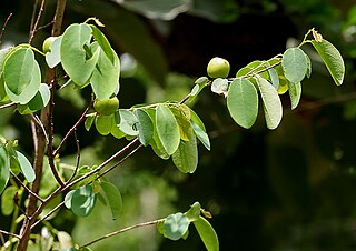 <i>Cleistanthus collinus</i> species of plant