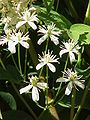 Eccezionalmente, Clematis recta è un arbusto anziché un rampicante