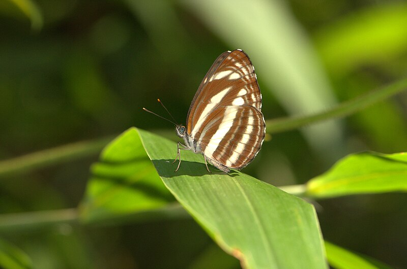 File:Close wing position Basking of Neptis clinia Moore, 1872 – Sullied Sailer WLB-NEI DSC 4799.jpg