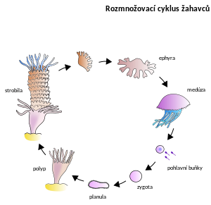 Schéma životního cyklu medúzovců, kde se střídá nepohlavně se množící polyp s pohlavně se množící medúzou; obě stádia jsou ale diploidní, medúza je klonem polypa, z něhož vznikla