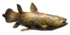 Coelacanth