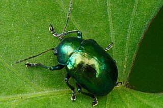 <i>Colasposoma dauricum</i> Species of beetle