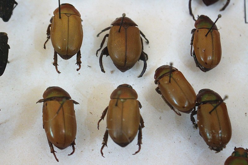 File:Coleoptera - 6.jpg