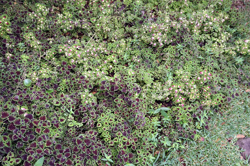 File:Coleus blumei 0zz.jpg