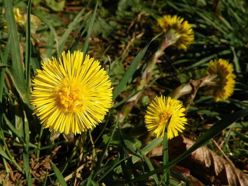 File:Colts-foot (Tussilago farfara).jpg