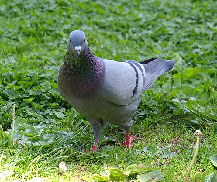 File:Columba Livia from Finland-1.jpg