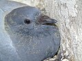 Columba livia domestica 4/5/19