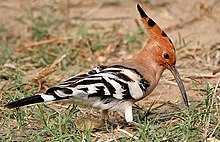 Eurasian hoopoe, a few breed in the north but larger numbers occur from autumn to spring. Common Hoopoe (Upapa epops) at Hodal I IMG 9216.jpg