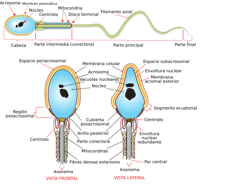 File:Complete diagram of a human spermatozoa es.svg