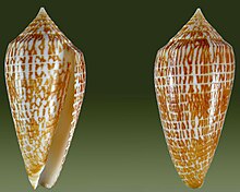 Conus armadillo1.jpg