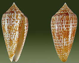 Conus armadillo