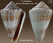 Conus fumigatus 1.jpg