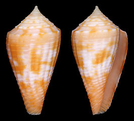 Conus patae